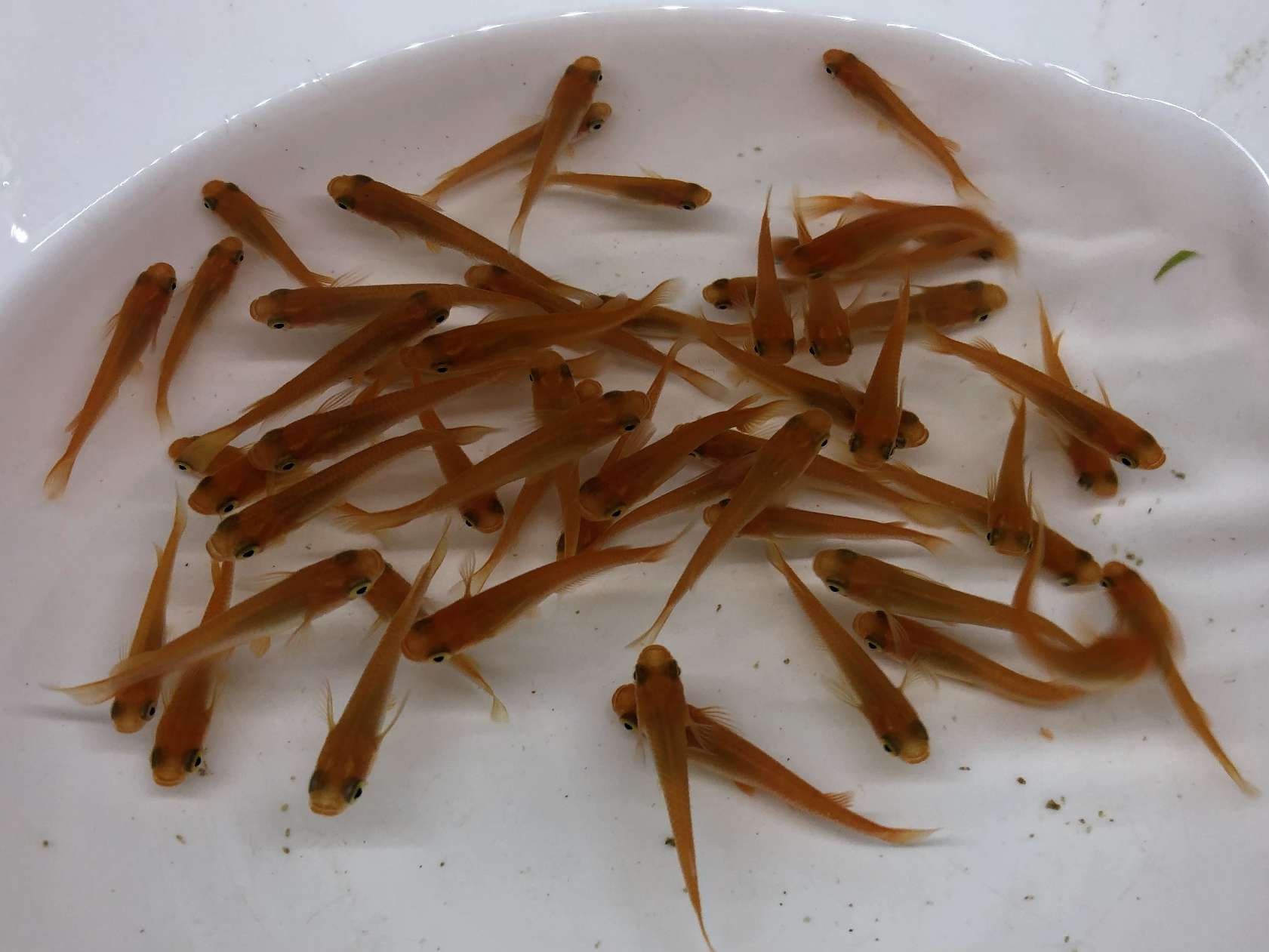 楊貴妃メダカ リアルロングフィン